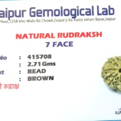 7 Mukhi Rudraksha Certified Original Bead